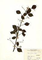 藏品(烏皮九芎(奮起湖野茉莉))的圖片